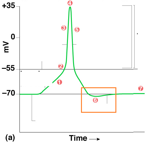 <p>increasing the polarity of a neuron, making it less likely to fire</p>