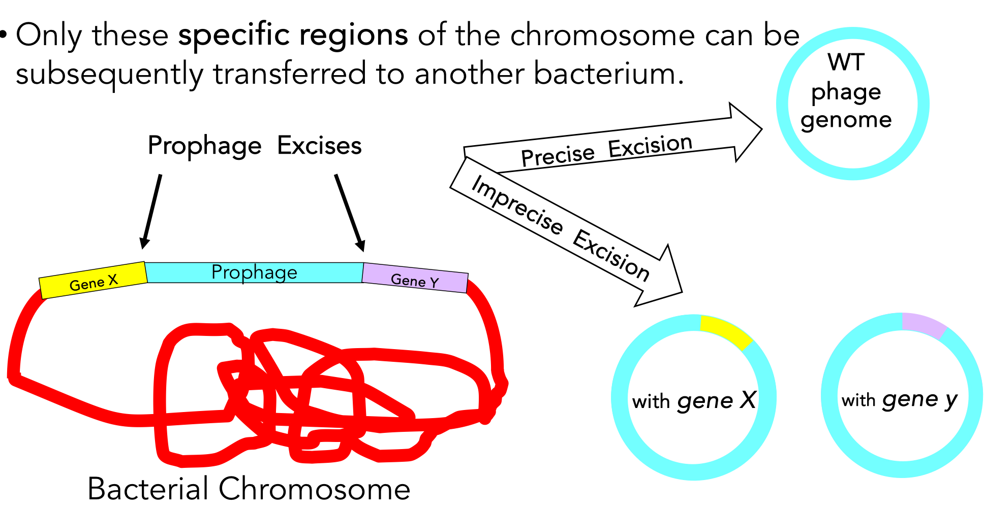 <ul><li><p>region of bacteria chromosome directly adjacent to prophage may be accidentally packaged during excision </p></li><li><p>only these specific regions can be transferred to another bacterium </p></li></ul><p></p>