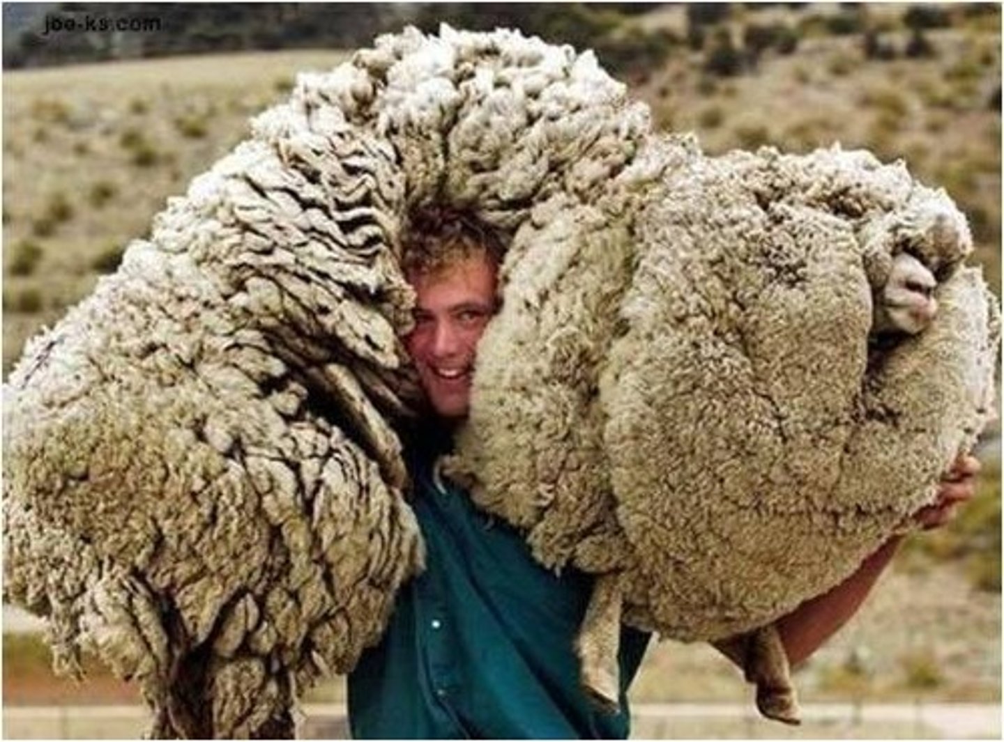 <p>wool</p>
