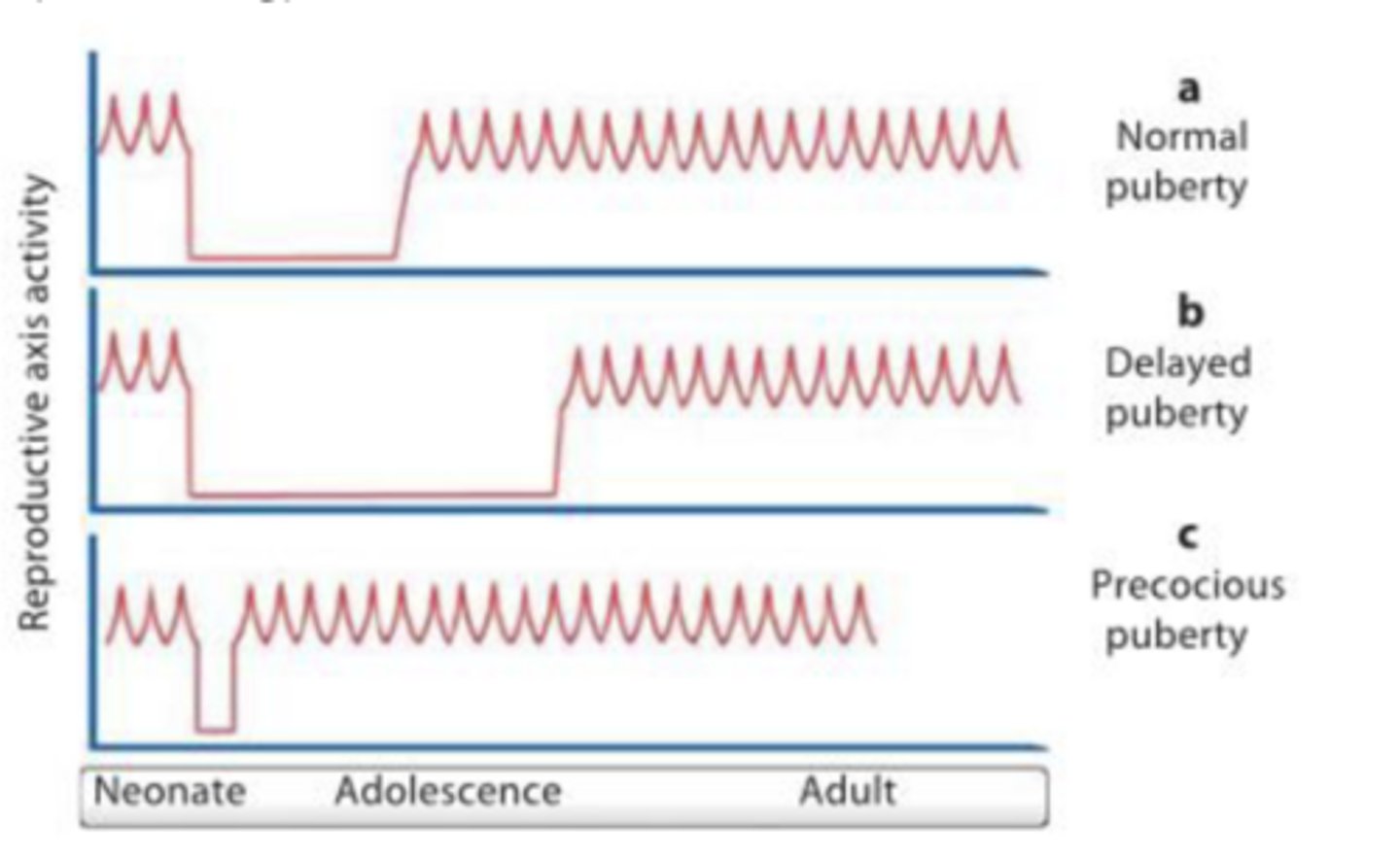 <p>gonadotropins are not secreted when GnRH is not released in a oscillating fashion; if this is inhibited, development in puberty is altered (early or later impacts onset of puberty)</p><p>before puberty normal ___ release of GnRH is inhibited, but during puberty you do have it</p>