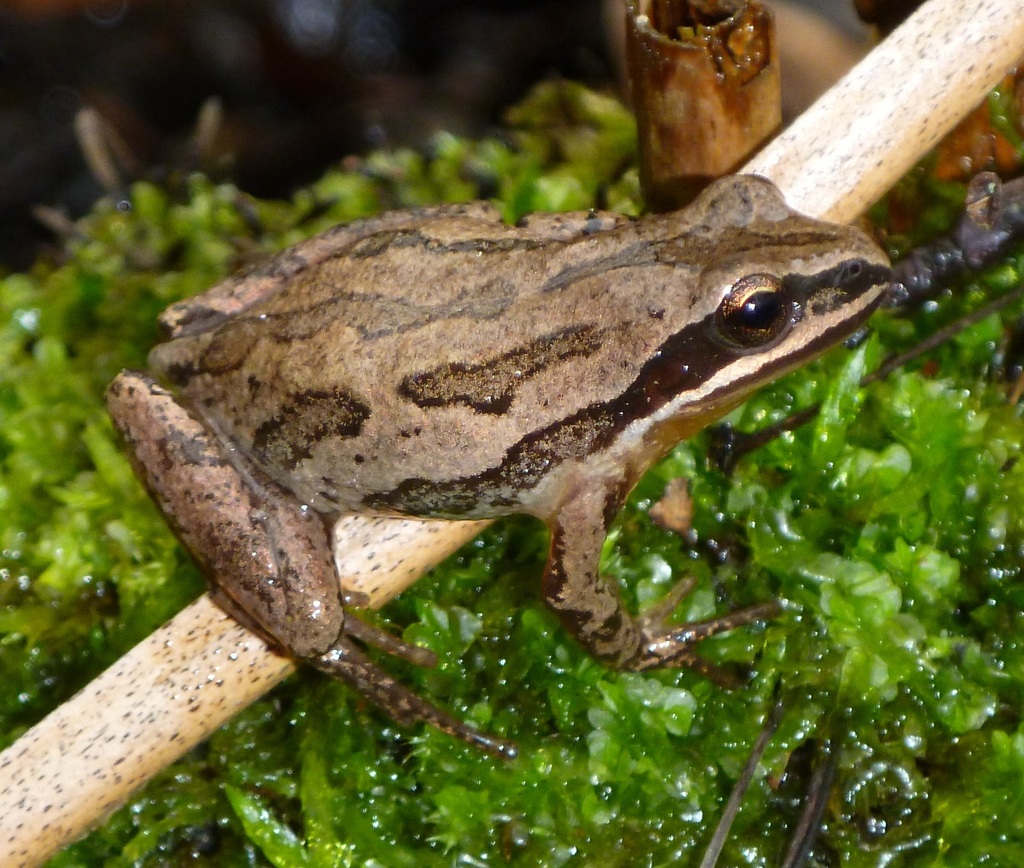 <p>Western chorus frog</p>