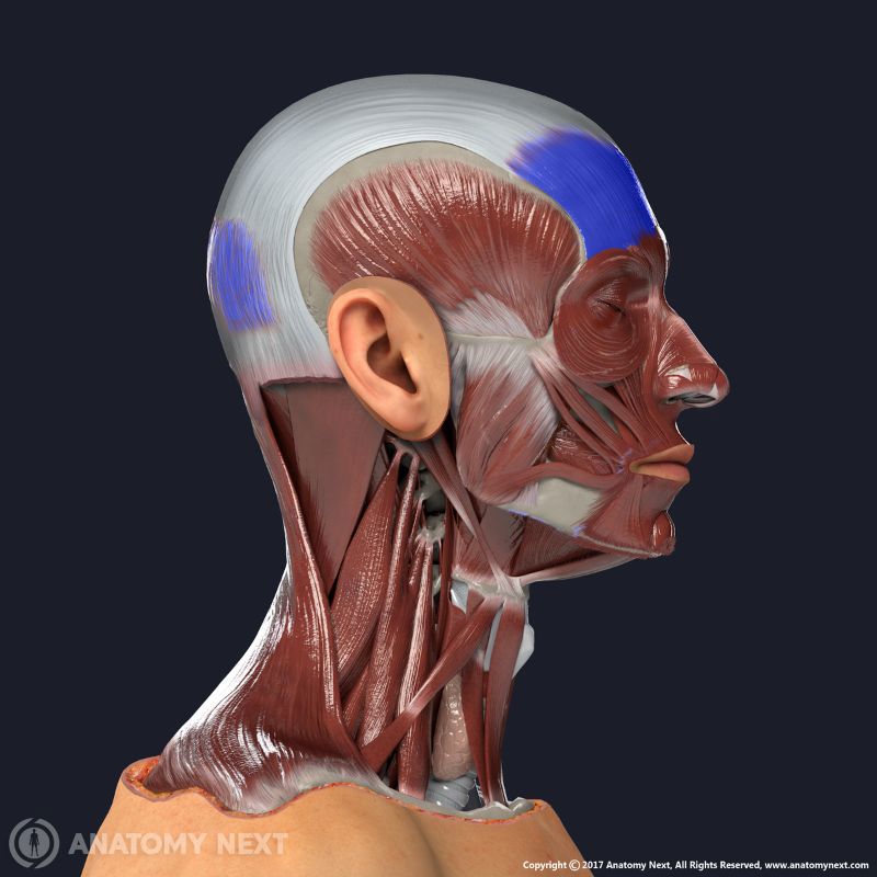 <p>Controls the movement of the forehead and eyebrows, located on the scalp.</p>