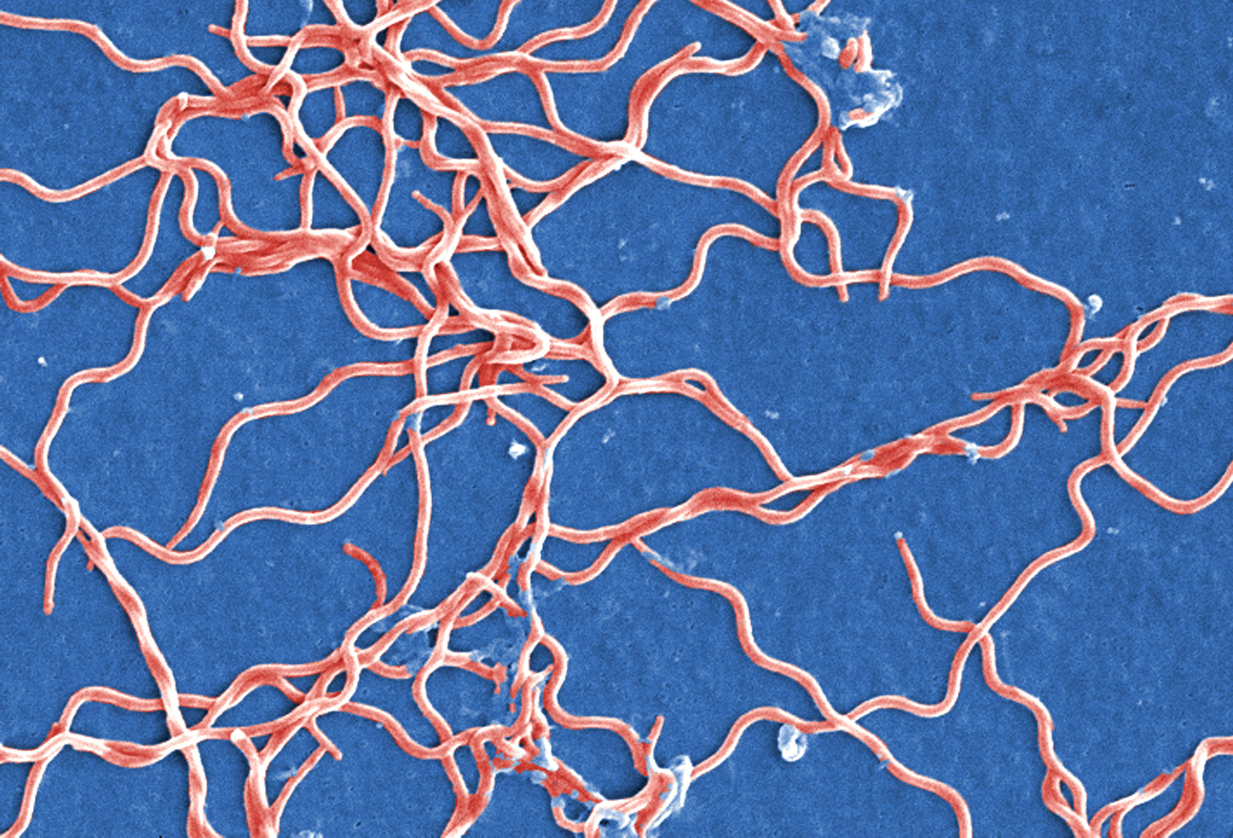 <p>The bacteria that causes Lyme disease.</p>