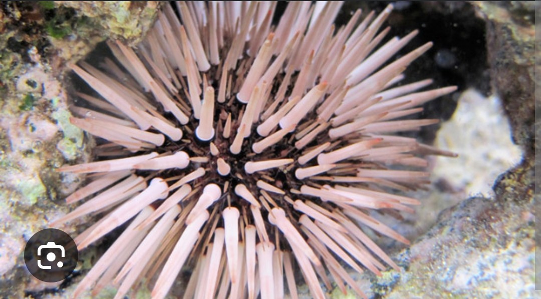 <p>Echinometridae family (with starfish, radial symmetry)</p><p class="has-focus">omnivores with a diet that consists primarily of algae, as well as seagrasses and other plant matter, which they scrape from surfaces using a specialized feeding structure called Aristotle's lantern.</p><p class="has-focus">Often found in rock crevices, dark urchin with short light colored spines with tapered ends</p>