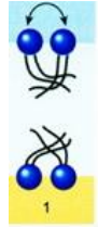 movement across same leaflet (phospholipids transpose with neighboring molecules)