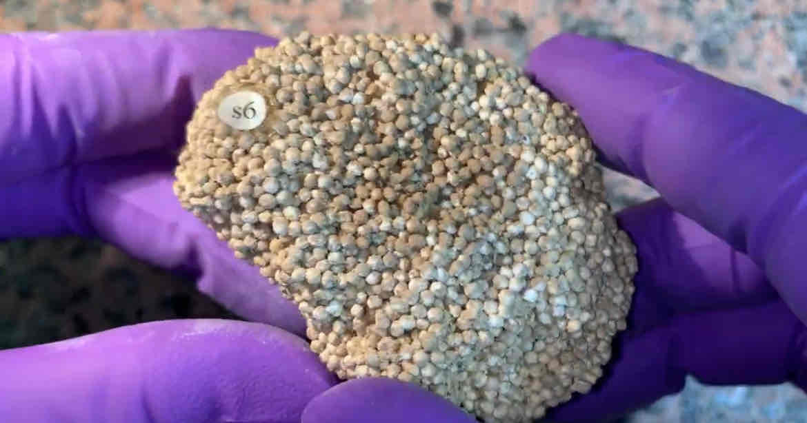 <p>rock add heat and pressure</p><p>hint: made of balls and reacts to acid</p>