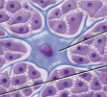 <p>Dendritic cells</p>