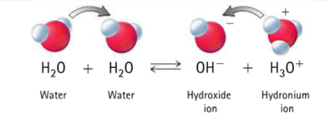 <ul><li><p><span>Water behaves as both an acid and a base</span></p></li><li><p><span>In a beaker of water, a small portion of water molecules will transfer H+ to another water. This produces H3O+ (hydronium) and OH-.</span></p><ul><li><p><span>Note: H+ ions usually do not float around freely; they usually attach to water and form H3O+. For simplicity, we often just write them as H+</span></p></li></ul></li><li><p><span>H3O+ (or H+) ions would make the solution acidic. OH- ions would make the solution basic.</span></p></li><li><p><span>There are equal amounts of H3O+ and OH-, so they “cancel” each other and the beaker of water is neutral (pH 7).</span></p></li></ul>