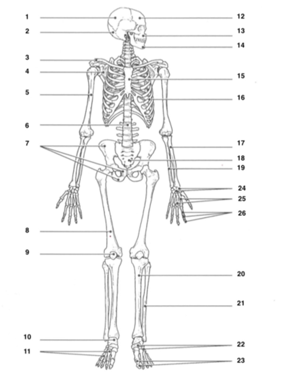 <p>ilium, ischium, pubis</p>