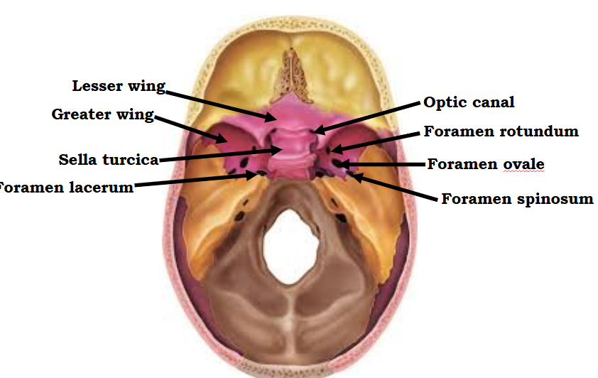 <p>These arrows all point to which bone:</p>