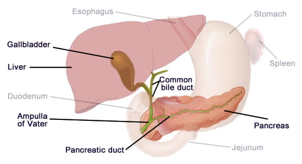 <p>bile duct </p>