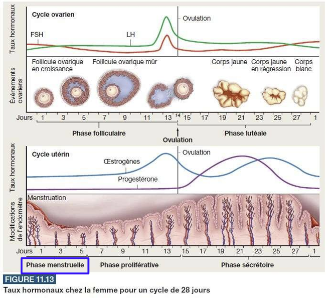 <p>effondrement de la progestérone et de l’estrogène → on enlève l’inhibition → on recommence le cycle (phase menstruelle)</p>