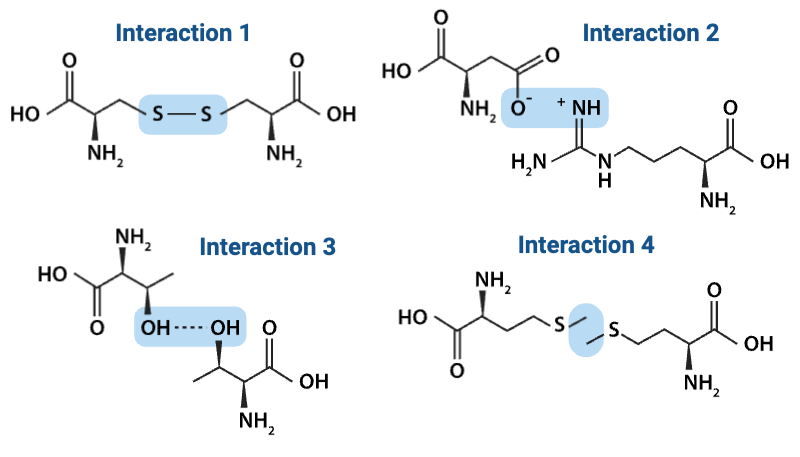 <p>Which interaction is more likely to be disrupted by an increase in temperature?</p><ul><li><p><span>a. Interaction 1</span></p><p></p></li><li><p><span>b. Interaction 4</span></p></li></ul><p></p>