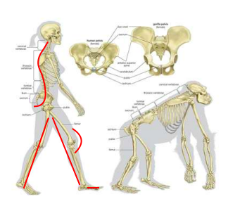<ul><li><p>S-shaped spine</p></li><li><p>legs under head + trunk</p></li><li><p>knees point forward</p></li><li><p>big too parallel</p></li></ul><p></p>