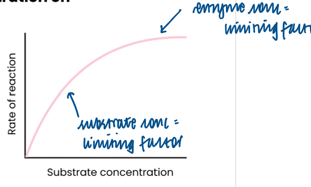 <ul><li><p>as substrate concentration increases, rate of reaction increases </p></li><li><p>→ substrate concentration = limiting factor (too few substrate molecules to occupy all active sites)</p></li><li><p>→ more enzyme-substrate complexes form </p></li><li><p>at a certain point, rate of reaction stops increasing / levels off </p></li><li><p>→ enzyme concentration = limiting factor </p></li><li><p>→ as all active sites saturated / occupied (at given time)</p></li></ul><p></p>