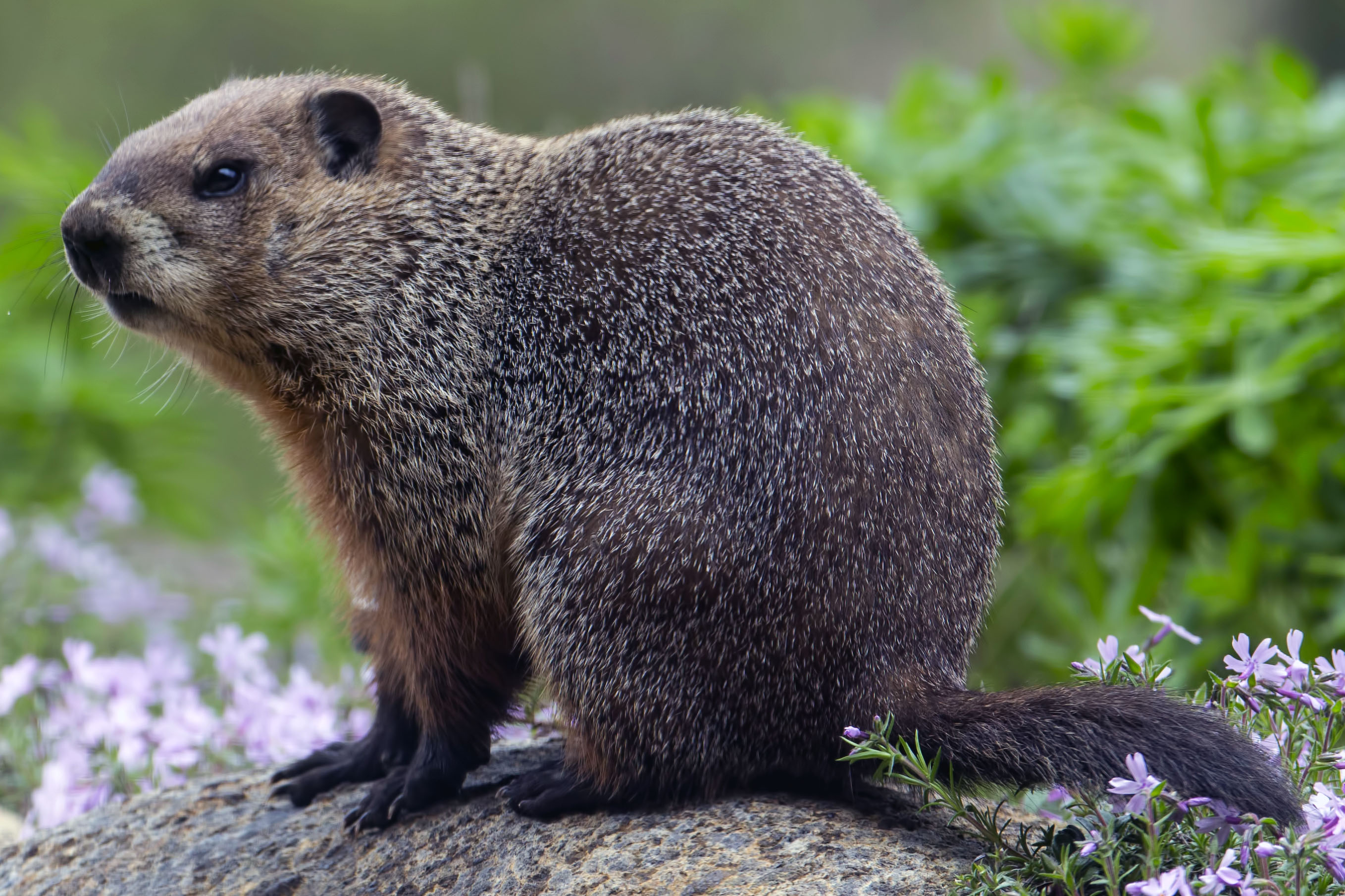 <p><em>Marmota monax</em></p>