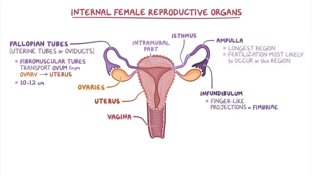 <p>where <span style="color: blue"><strong>fallopian tube</strong></span> <span style="color: green"><strong>meets</strong></span> the <span style="color: blue"><strong>uterus</strong></span> </p><img src="https://lh7-rt.googleusercontent.com/docsz/AD_4nXdzXRrK2F2SG5-cJ0-u90GjxoN-hCi0bvsEM2oTVD5SMAwrn0ehJSLZFbgI5iR1lFTcxMFDOaWu0RJmaPSlfVfX8bB7UVGvbRBUR3bdAAp_aBWjRME7TzdxReVnFfRgOlDJ3hmeuQ?key=0NmS09b7DSVt44FZoYhqRUdh" data-width="100%" data-align="center"><p></p>
