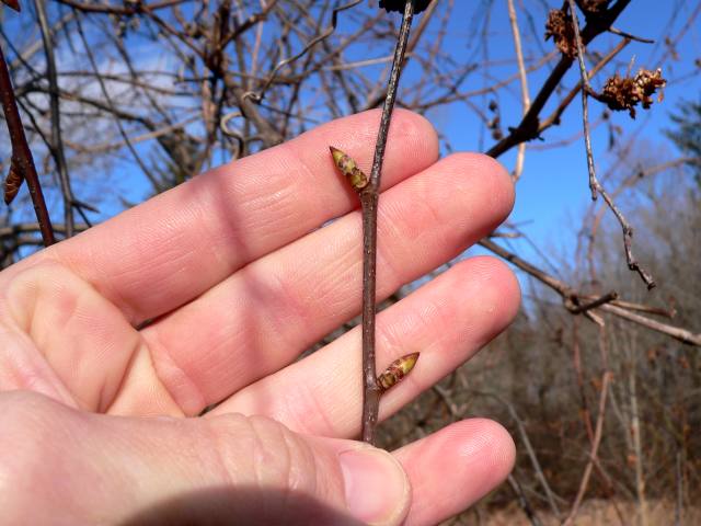 Blade: simple, alternate, elliptical to ovate with an acute tip and cordate base
Reproductive: larger ovate buds, red-brown/green in color
Bark: reddish brown to black with lighter colored lenticels, can get "shaggy" with age
