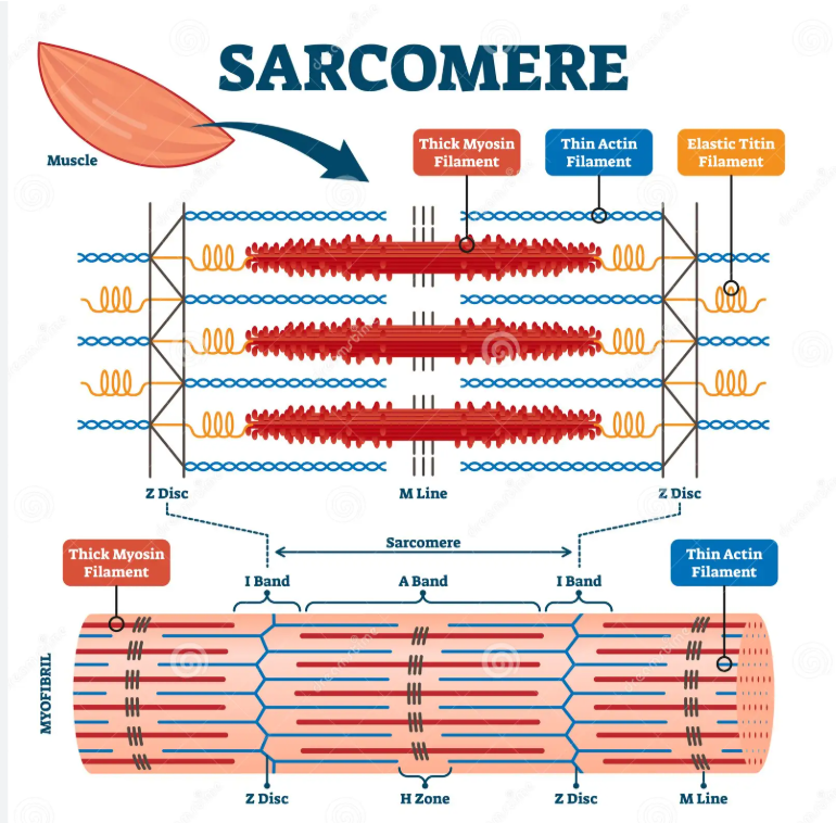 <p>what causes shortening of the muscle in contraction (sliding filament theory) (5)</p>