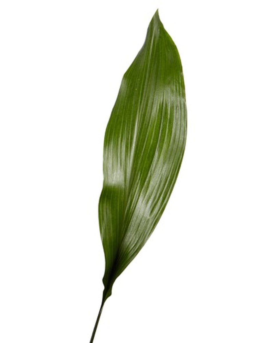 <p>Aspidistra; Foliage</p>