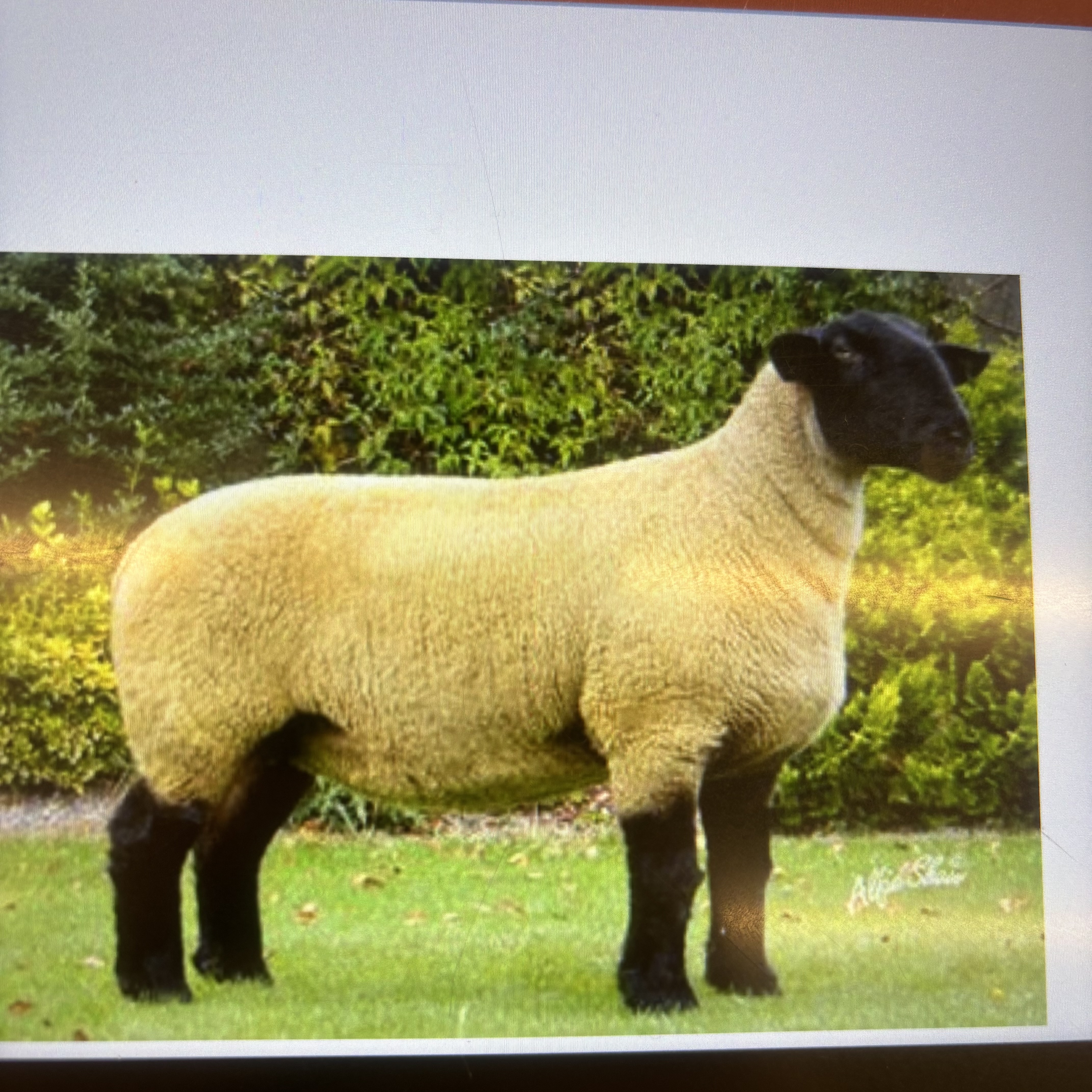 <p>What breed?</p>