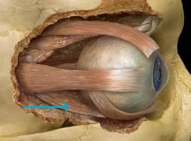 <p>what muscle?</p>