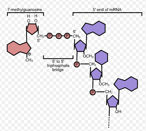 <p>Modified version of guanine added to pre-mRNA in order to help in the translation process. It is added on the 5’ end. This alongside with the Poly A tail helps stabilize mRNA.</p><p>Picture attached outlines the _ ____.</p>