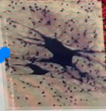 <p>What tissue is this?</p>