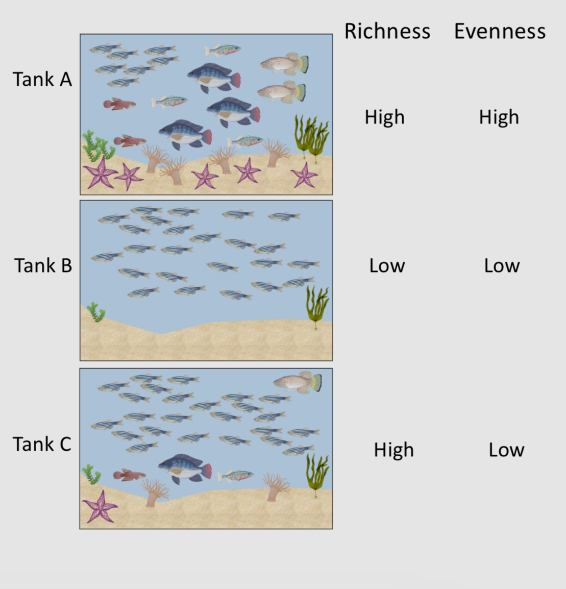 <p>includes both species richness and species evenness in a community, providing insights into the complexity and health of ecosystems. </p>