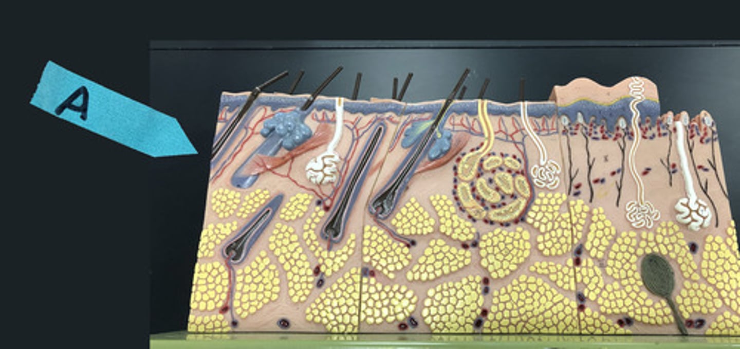 <p>Identify this general region of the skin</p>