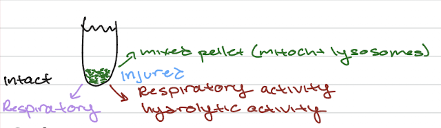 <ul><li><p>differential centrifugation</p></li><li><p>developed in 1934</p></li><li><p>won the 1974 Nobel prize for discovering lysosomes (in 1955)</p></li></ul><p></p>