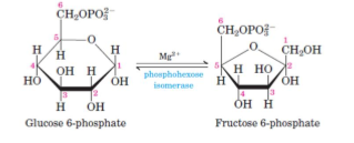 <p>Glucose-6-phosphate is isomerised to fructose-6-phosphate by phosphohexose isomerase. The process of the ring structure changing is called aldose-ketose isomerisation</p>