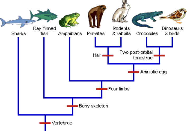 <p>Descent with modification</p>