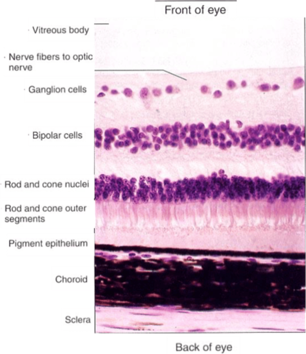 <p>What do horizontal cells do?</p>