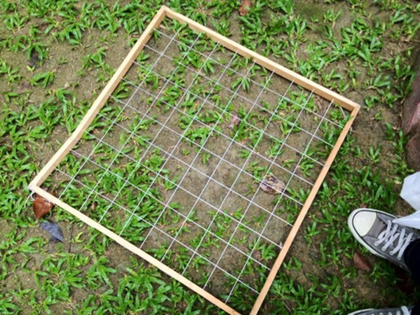 <p>square frame divided into small grid. species type &amp; number in each grid is recorded.</p><p>- easy to collect sample</p><p>- easy to estimate size</p><p>- can be time-consuming</p><p>- may not be evenly spaced</p>