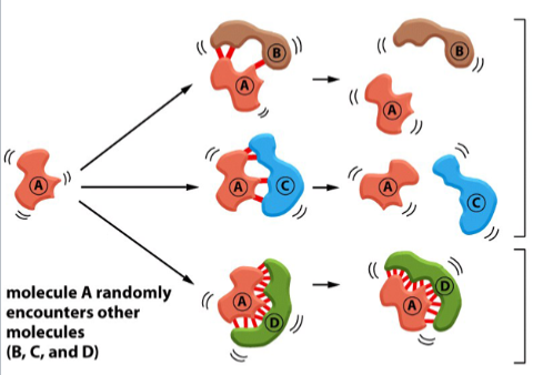 <p>non-covalent bonds will be strongest when the two molecules are compatible</p><p>non-compatible molecules might bond, but only at a few points; thermal motion rapidly breaks them apart</p><p>(note: “strong” covalent bonds do not mean the bonds themselves are stronger, there are just more bonds → more collective strength)</p><p>in the picture: A and D are compatible. A is not compatible with B or C. Red lines represent non-covalent bonds</p>