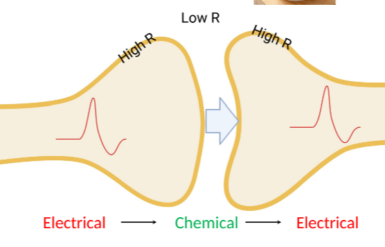 <p>Synaptic delay (time taken for signal cross synapse) = .5-2 ms. </p><p></p><p>Action potential, vesicle containing neurotransmitter, uptake system for NT or breakdown products, enzyme, postsynaptic receptor (ligand gated channel)</p>