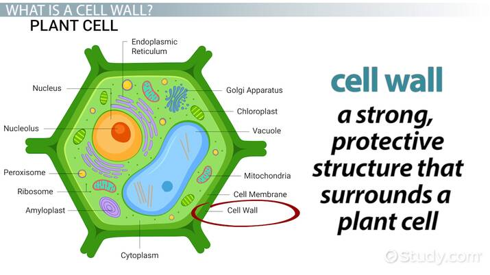 <p>Structural support surrounding plasma membrane. ONLY Found in plant, algae, fungi and bacteria. Provides strength and rigidity. In plants it’s made of cellulose, in fungi it’s made of chitin. </p>