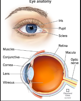<p>~ indent near centre of retina,</p><p>● Comprised of cones</p><p>● Place where objects are seen the best - greatest visual affinity</p><p>● Most sensitive part nothing to block light coming in</p><p>● Associated with seeing fine detail in an object</p>