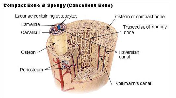 <ul><li><p>Also called lamellar bone</p></li><li><p> Osteon or Haversian system</p><ul><li><p>Structural unit of compact bone</p></li><li><p>Elongated cylinder parallel to long axis of bone (Diaphysis)</p><ul><li><p>concentric</p></li></ul></li><li><p>Hollow tubes of bone matrix called lamellae</p><ul><li><p>Collagen fibers in adjacent rings run in different directions</p><ul><li><p>Withstands stress – resist twisting</p></li></ul></li><li><p>hollow center allows for integration and vascularization</p></li></ul></li></ul></li></ul><p></p>