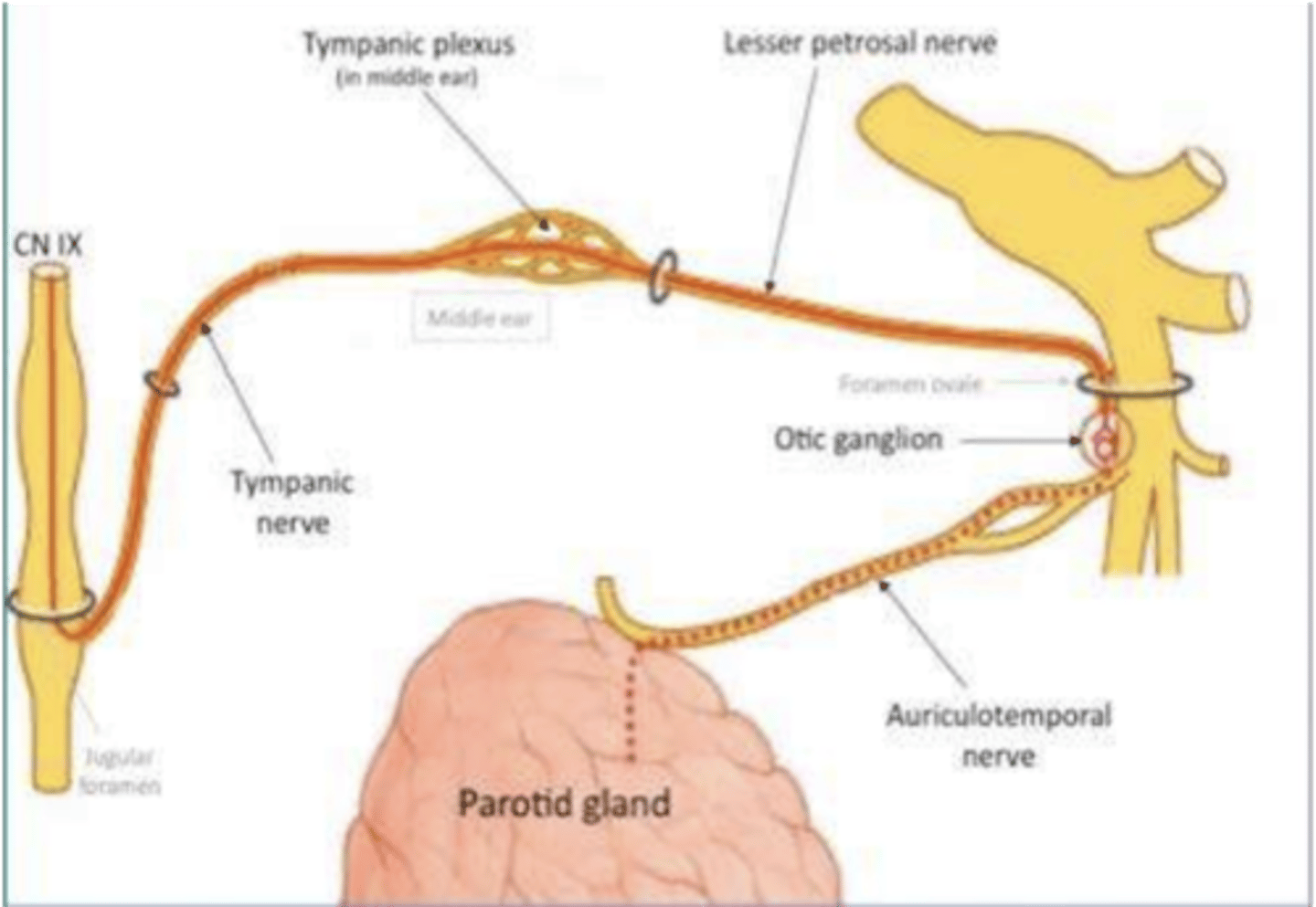 <p>Lesser petrosal nerve</p>