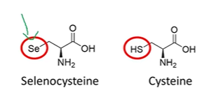<p>proteinogenic, incorporated into selenoproteins</p><p>UGA = stop codon</p><p>derivative of serine, uses PLP</p>