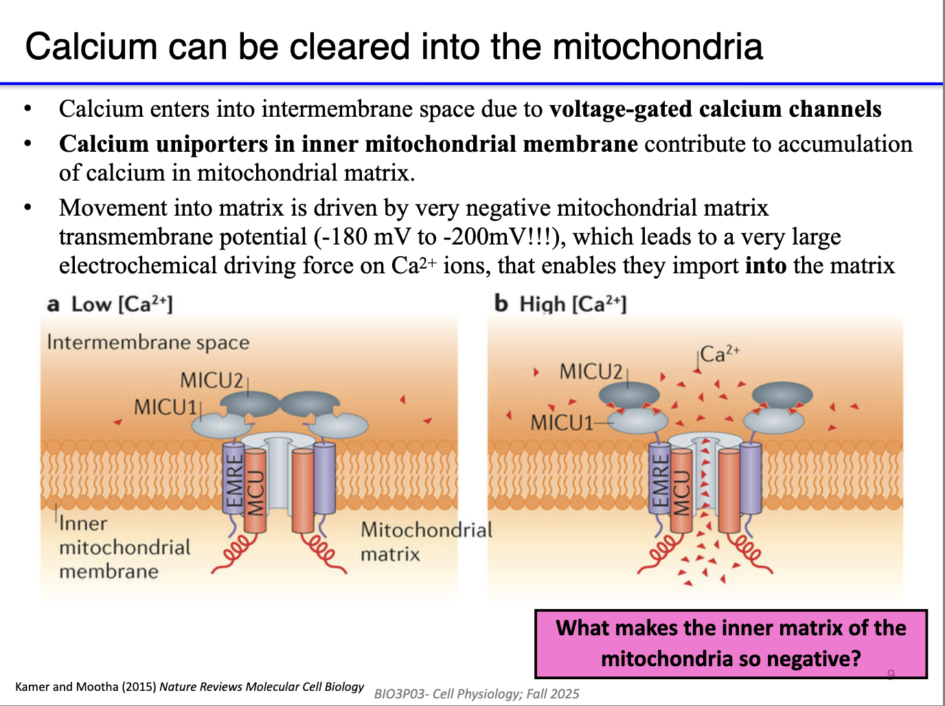 <ul><li><p><span>Mitochondria have </span><strong><span>two membranes</span></strong><span>; Ca²⁺ passes outer membrane via VDAC channels.</span></p></li><li><p><span>Inner membrane Ca²⁺ entry is driven by the </span><strong><span>strongly negative mitochondrial matrix</span></strong><span> (~–200 mV).</span></p></li></ul><p></p>
