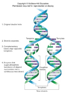 <p>A model of replication proposed by Watson and Crick. According to this model, unwinding of double helix exposes bases on each strand, where each strand can act as a template for synthesis of new strands. New strands form by insertion of complementary base pair. The end-product is two identical daughter double helices produced from a single double helix.</p>
