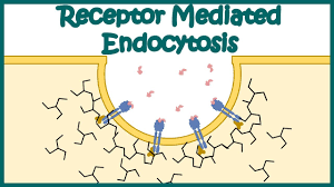 <p>Receptor-mediated endocytosis</p>