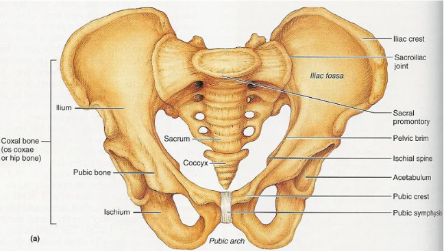 <p>Pubic symphysis of the pubis bone: </p>