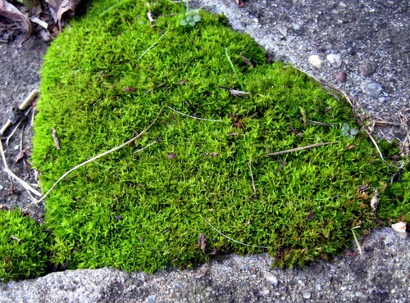 <p>Group of Bryophyta that typically grow in dense green clumps or mats, often in damp or shade;</p>
