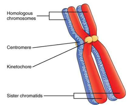 <p>region of attachment for two sister chromatids (holds sister chromatids together)</p>
