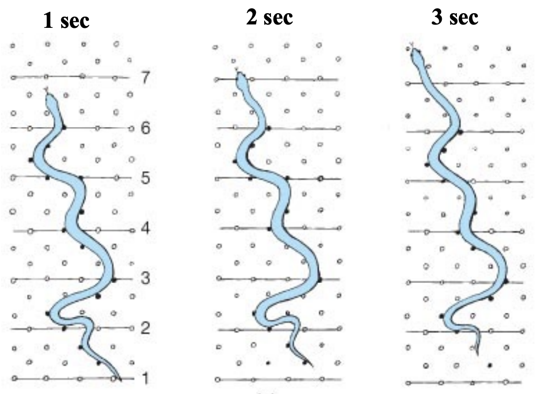 <p>Body is thrown into a series of curves</p><p>Snake presses backwards at each curve causing forward movement </p>