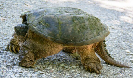 <p>Snapping turtle</p>